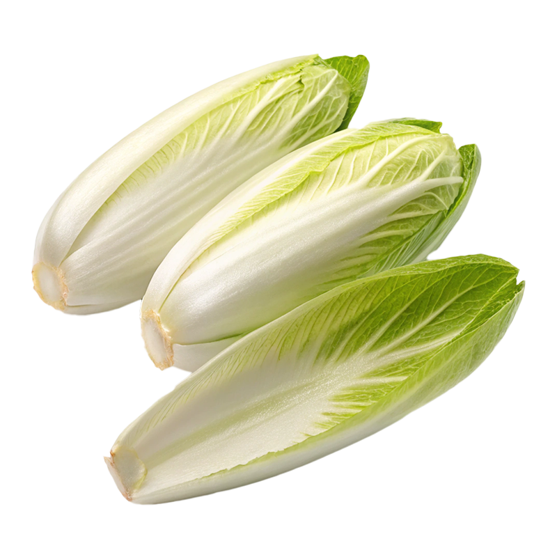 Witloof (Салат Цикория)